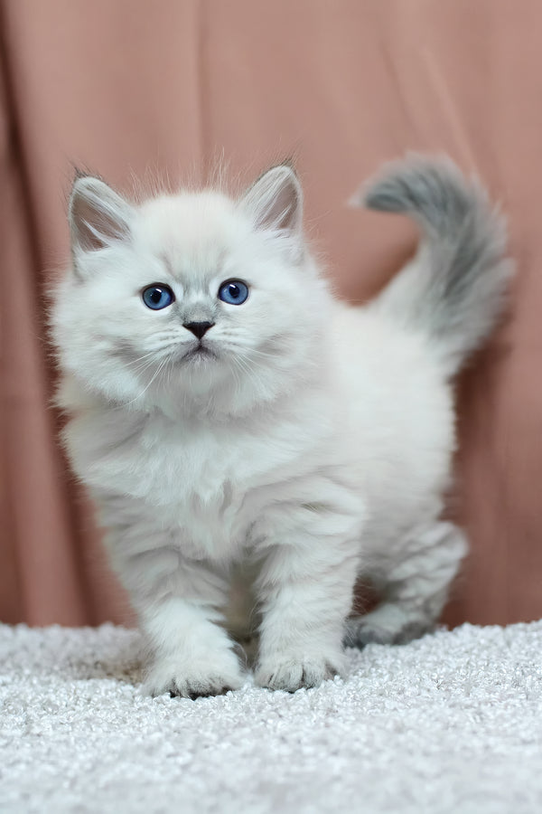 Centaur | Siberian Kitten