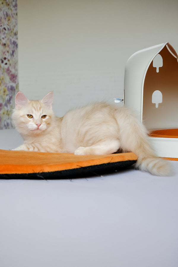 Cevin | Siberian Kitten