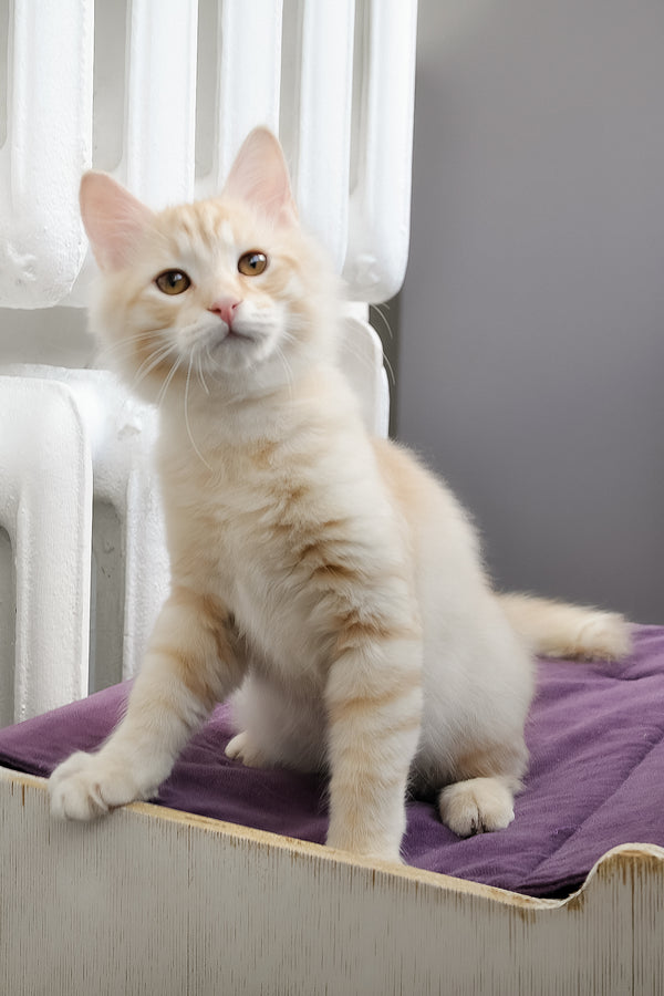 Cevin | Siberian Kitten