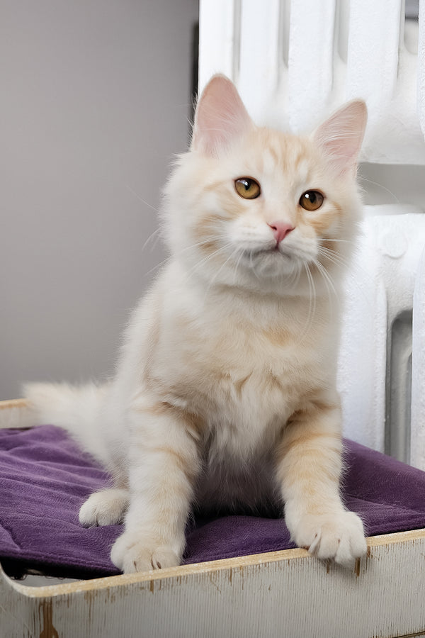 Cevin | Siberian Kitten