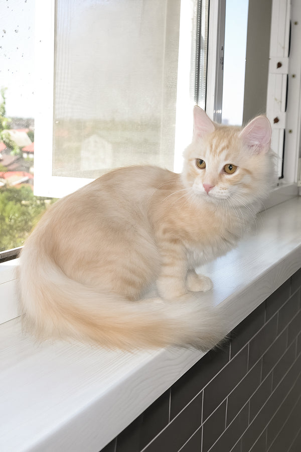 Cevin | Siberian Kitten