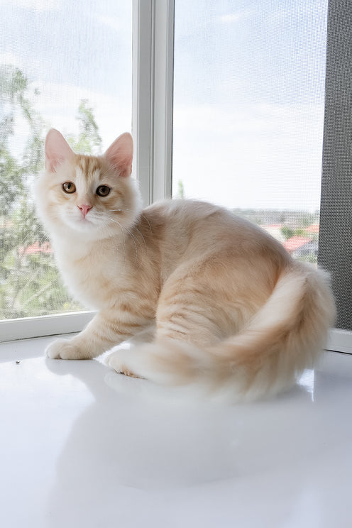 Cevin | Siberian Kitten