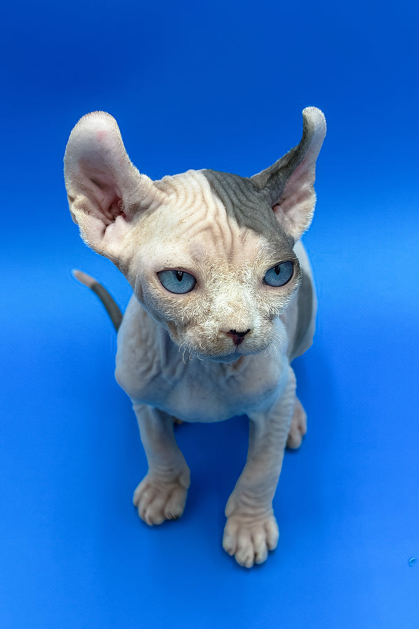 Charlize | Elf Sphynx Kitten