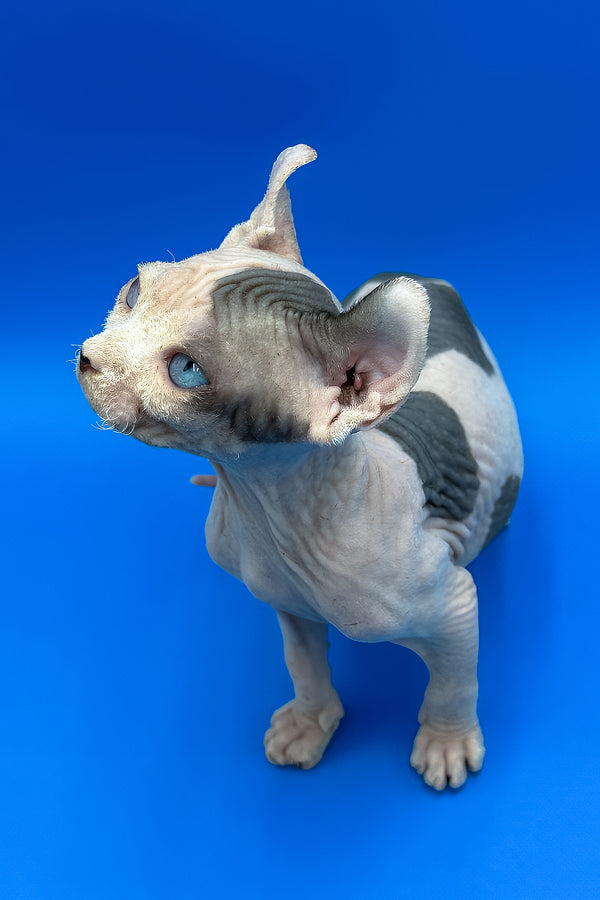 Charlize | Elf Sphynx Kitten