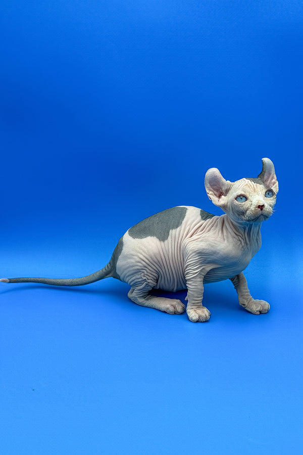 Charlize | Elf Sphynx Kitten