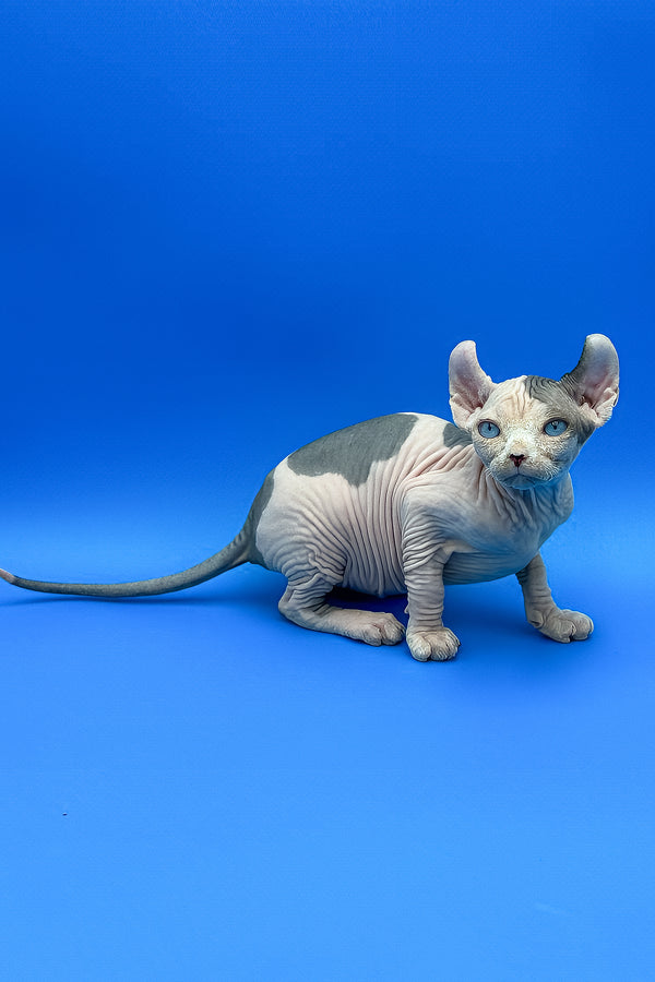 Charlize | Elf Sphynx Kitten