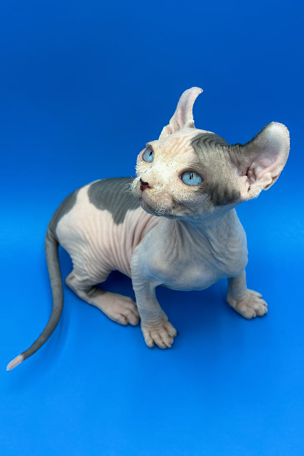 Charlize | Elf Sphynx Kitten