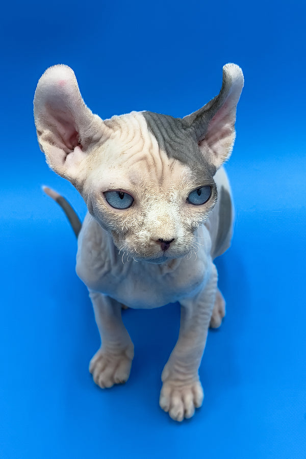 Charlize | Elf Sphynx Kitten