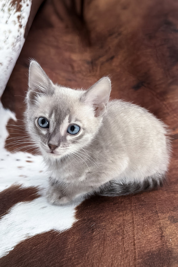 Charmaine | Bengal Kitten
