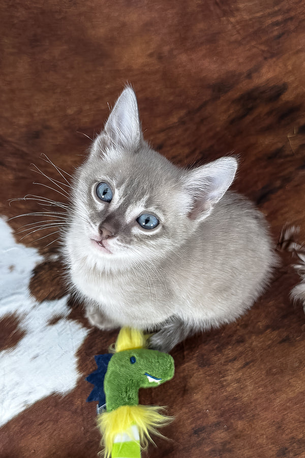 Charmaine | Bengal Kitten