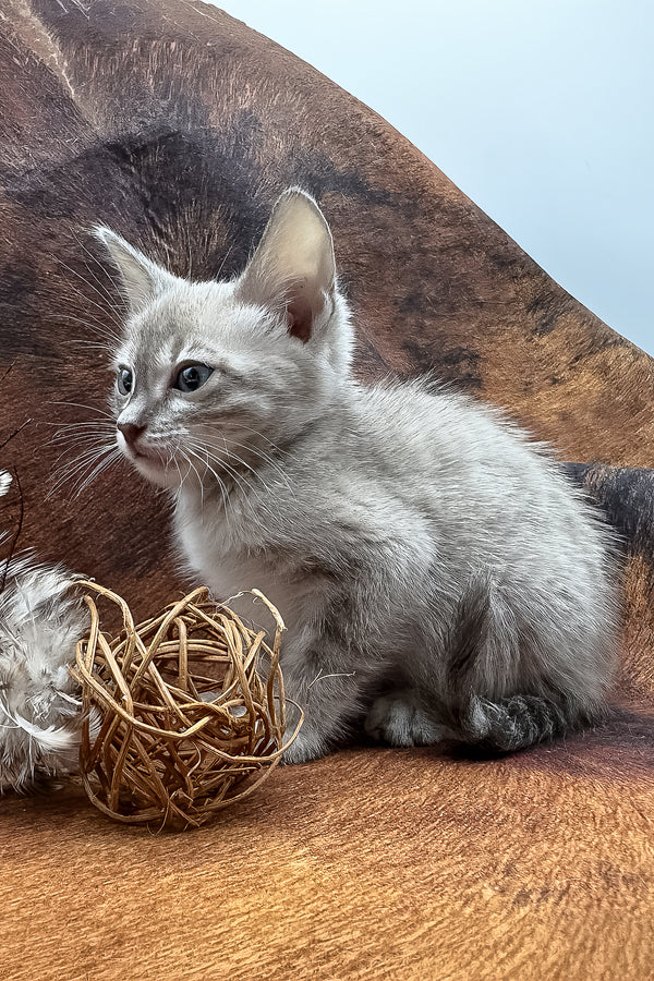 Charmaine | Bengal Kitten