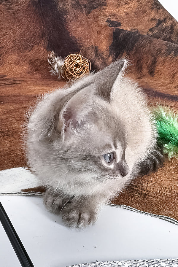 Charmaine | Bengal Kitten