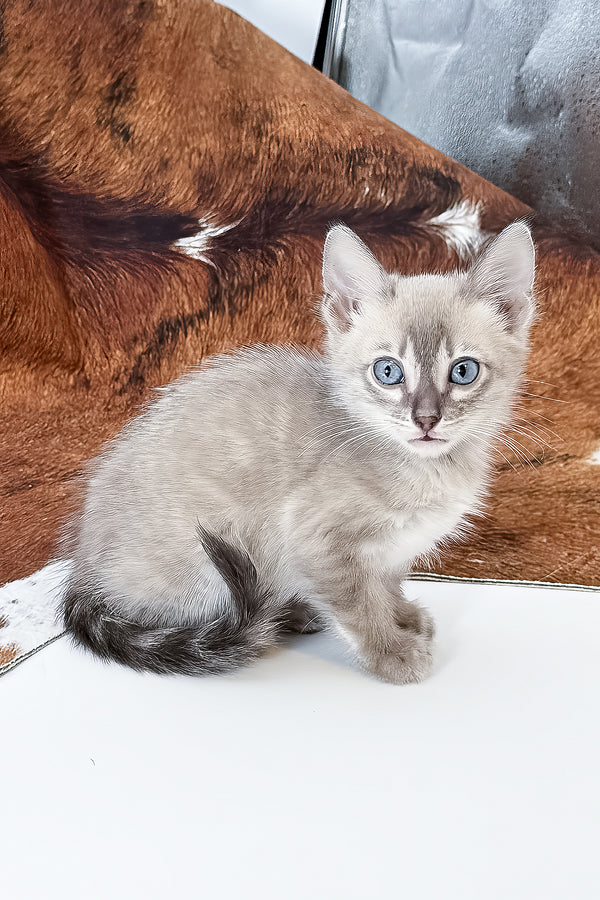 Charmaine | Bengal Kitten