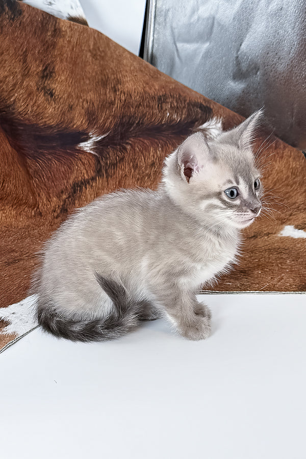 Charmaine | Bengal Kitten