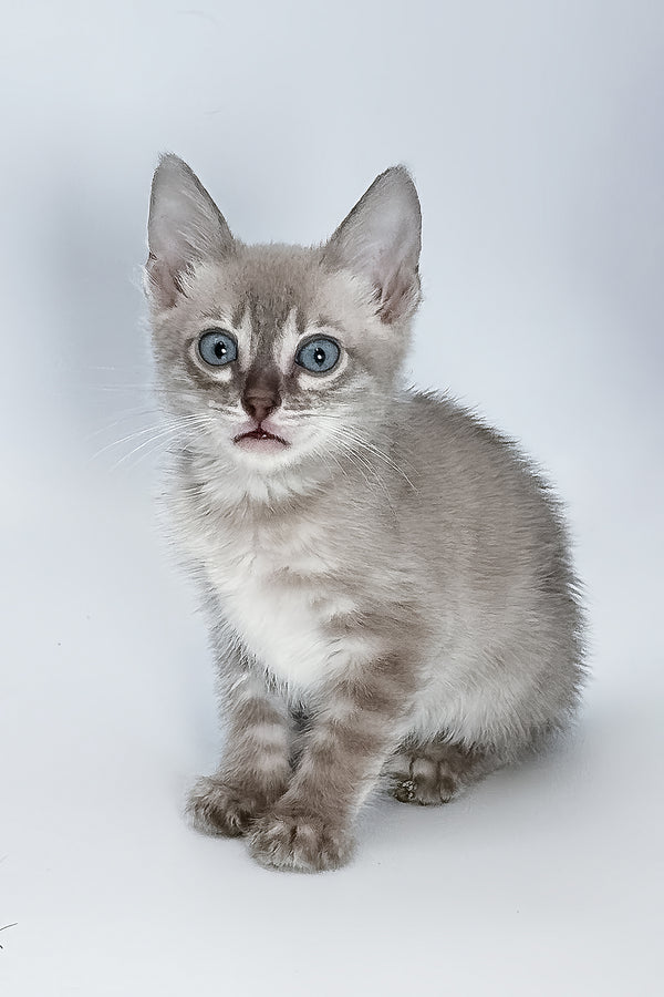 Charmaine | Bengal Kitten