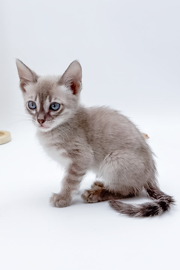 Charmaine | Bengal Kitten