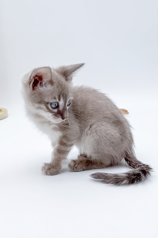 Charmaine | Bengal Kitten