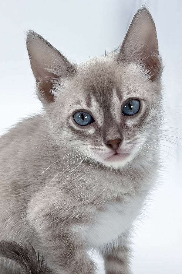 Charmaine | Bengal Kitten