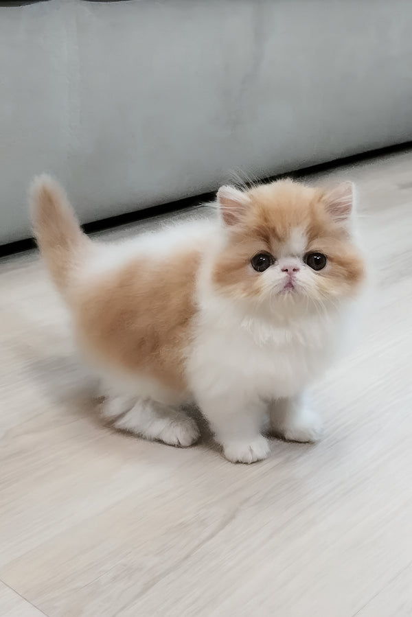 Chelsea | Persian Kitten