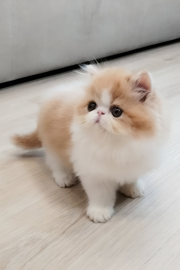 Chelsea | Persian Kitten