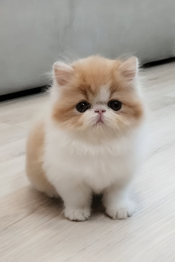 Chelsea | Persian Kitten