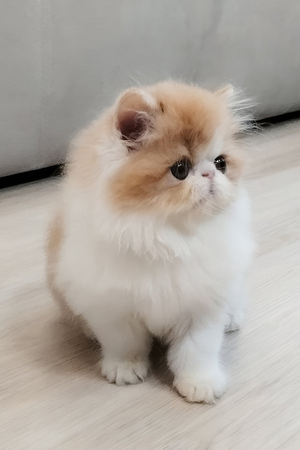 Chelsea | Persian Kitten