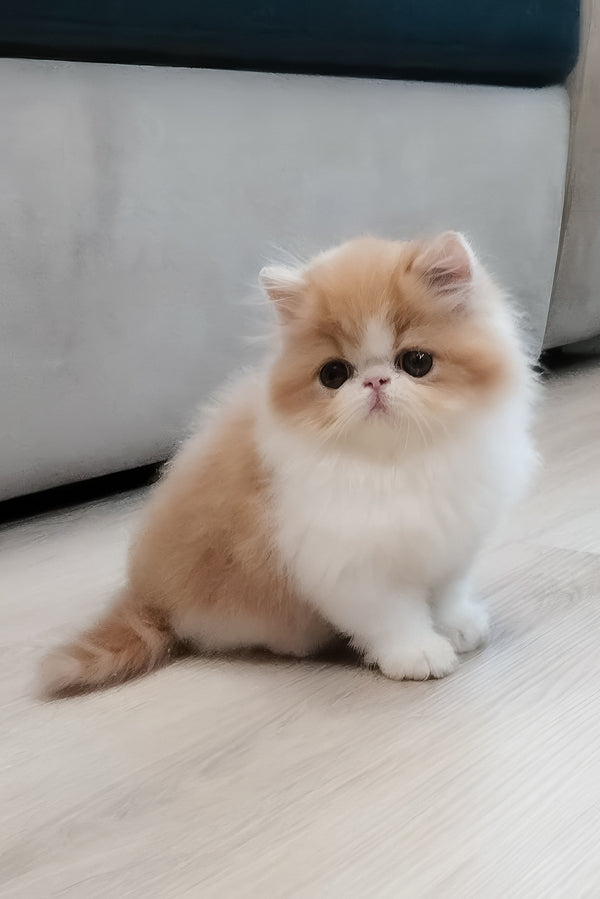 Chelsea | Persian Kitten