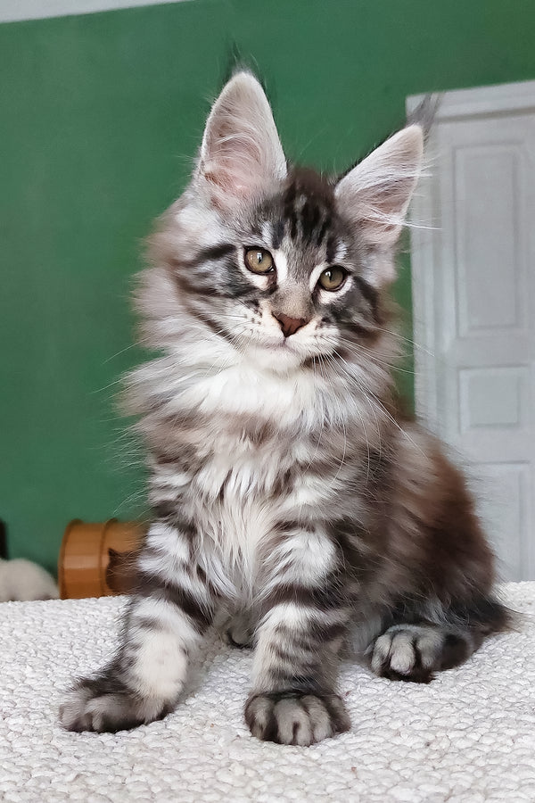 Chinghis | Maine Coon Kitten