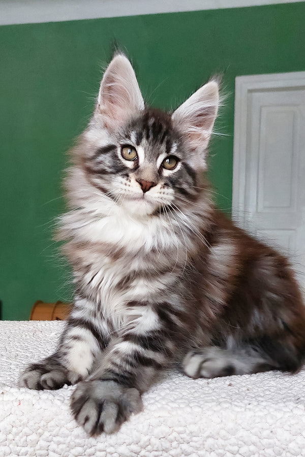 Chinghis | Maine Coon Kitten