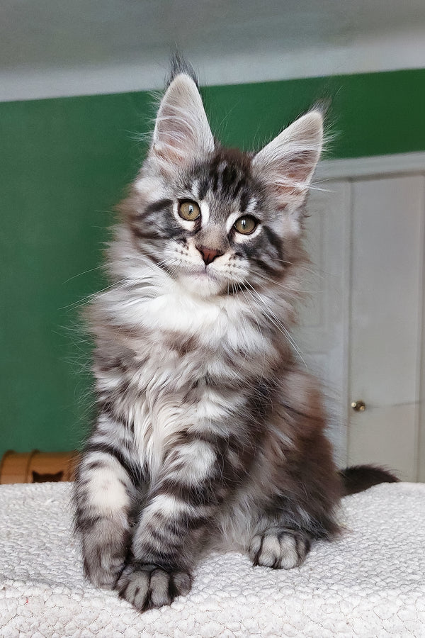 Chinghis | Maine Coon Kitten