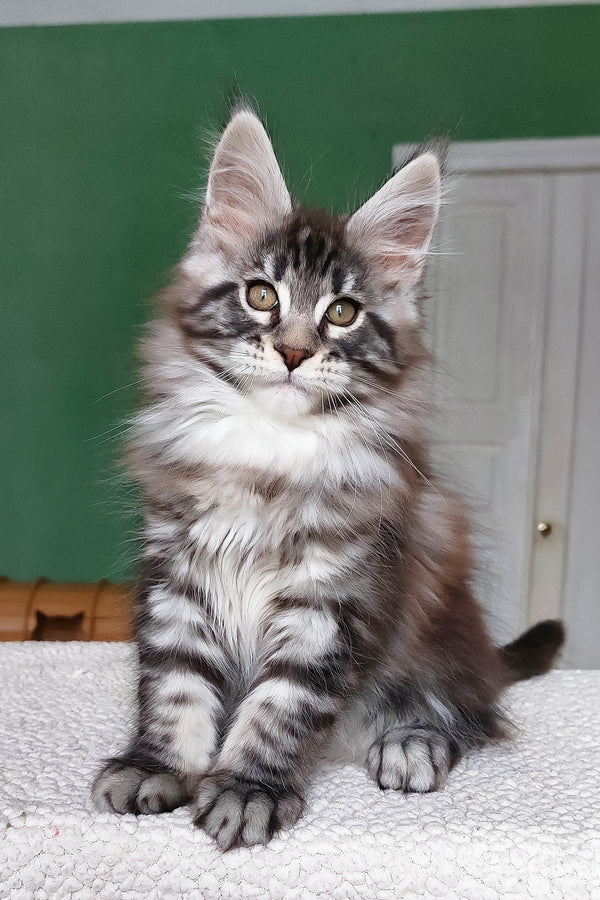 Chinghis | Maine Coon Kitten