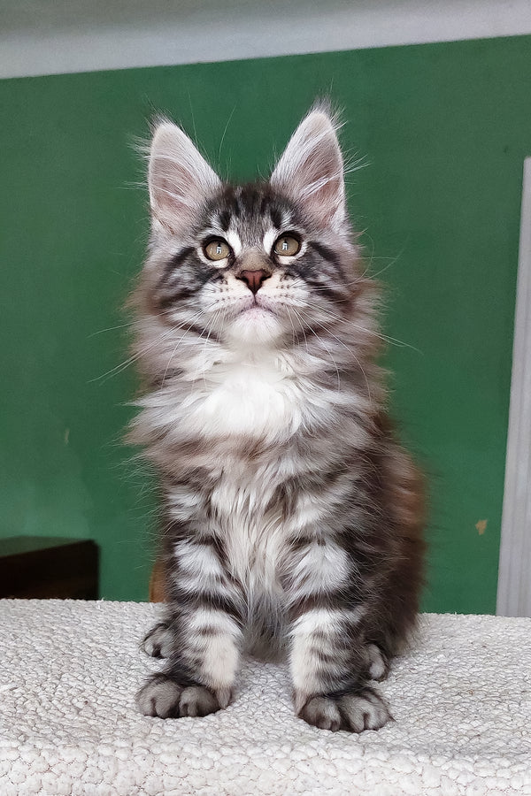 Chinghis | Maine Coon Kitten