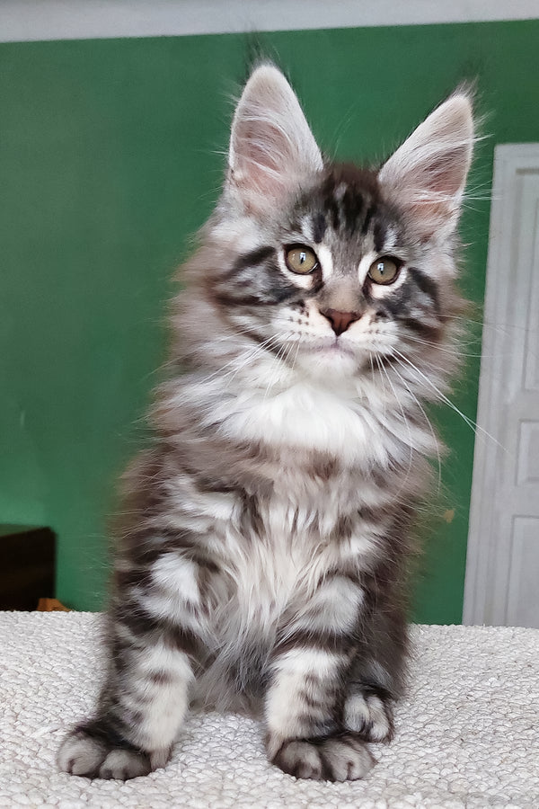 Chinghis | Maine Coon Kitten