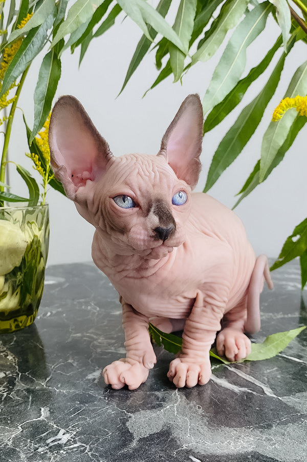 Chip | Canadian Sphynx Kitten