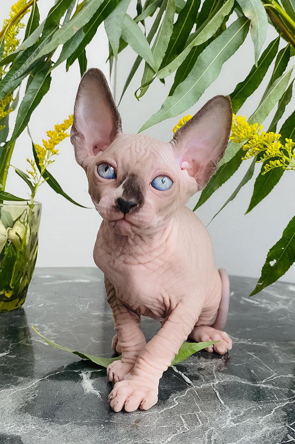 Chip | Canadian Sphynx Kitten
