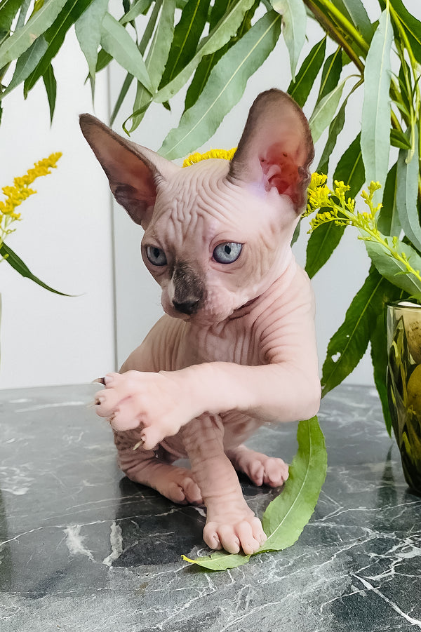 Chip | Canadian Sphynx Kitten