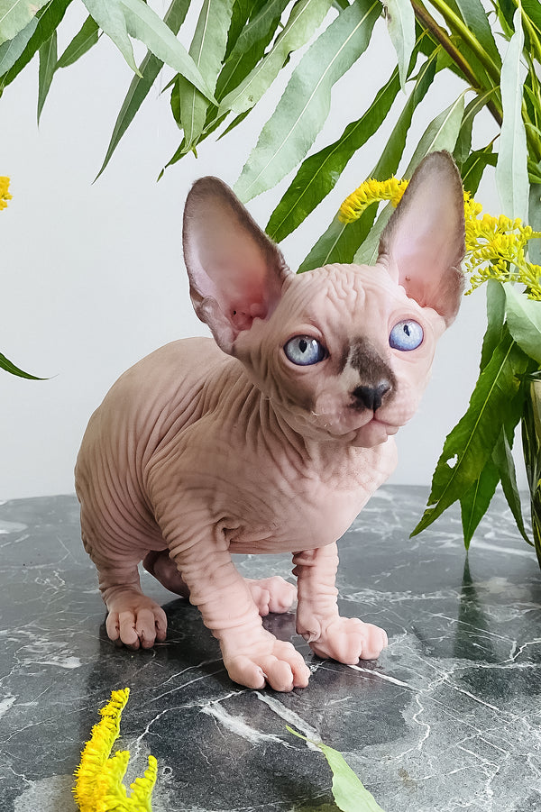 Chip | Canadian Sphynx Kitten