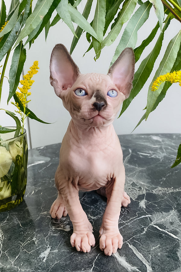 Chip | Canadian Sphynx Kitten