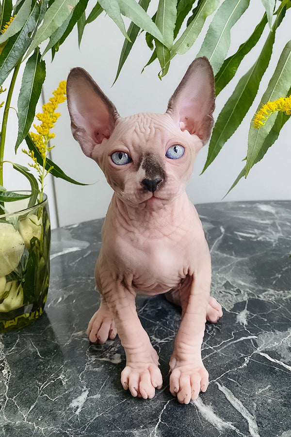 Chip | Canadian Sphynx Kitten