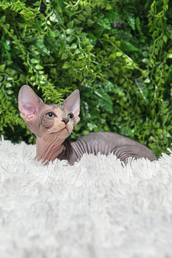 Chloe | Canadian Sphynx Kitten