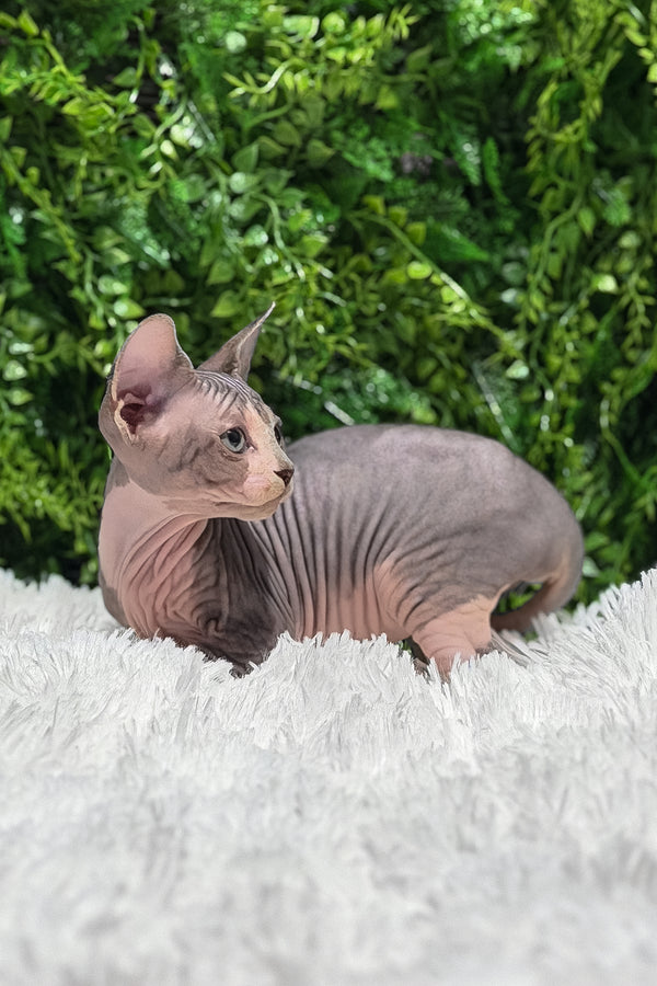 Chloe | Canadian Sphynx Kitten