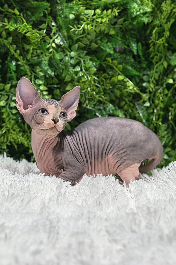 Chloe | Canadian Sphynx Kitten