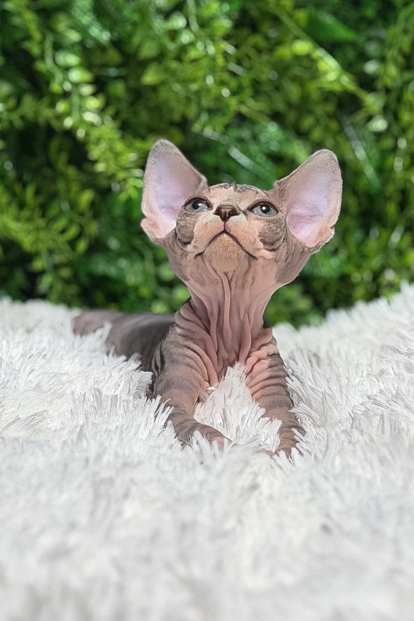Chloe | Canadian Sphynx Kitten