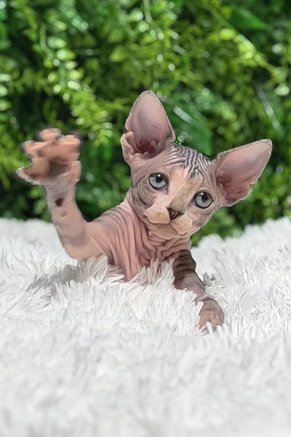 Chloe | Canadian Sphynx Kitten