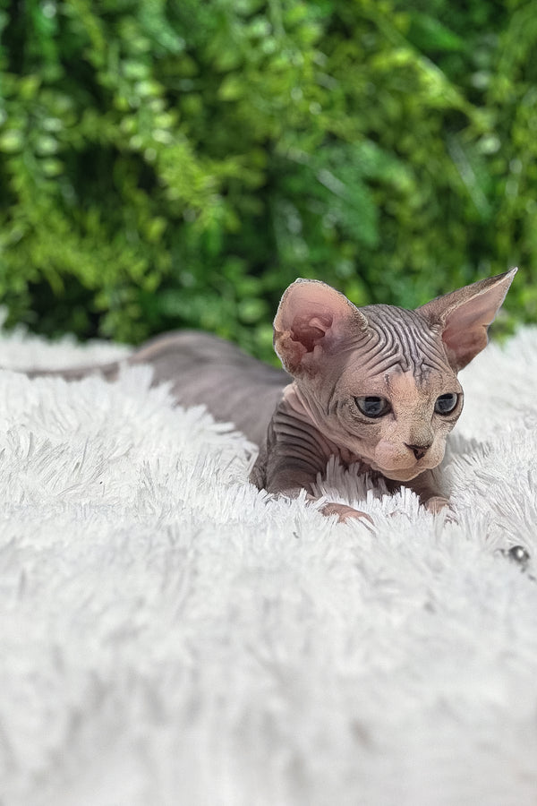 Chloe | Canadian Sphynx Kitten