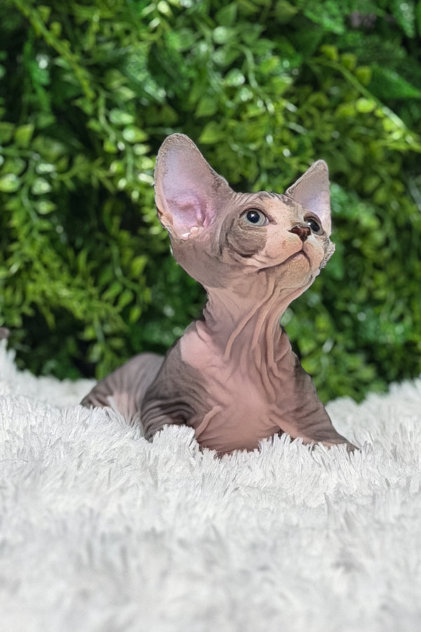 Chloe | Canadian Sphynx Kitten