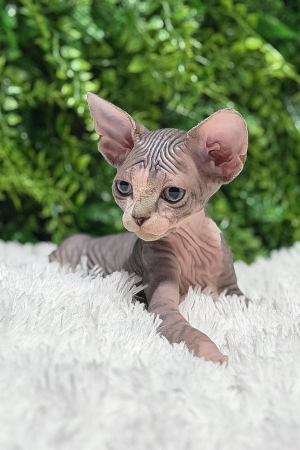 Chloe | Canadian Sphynx Kitten