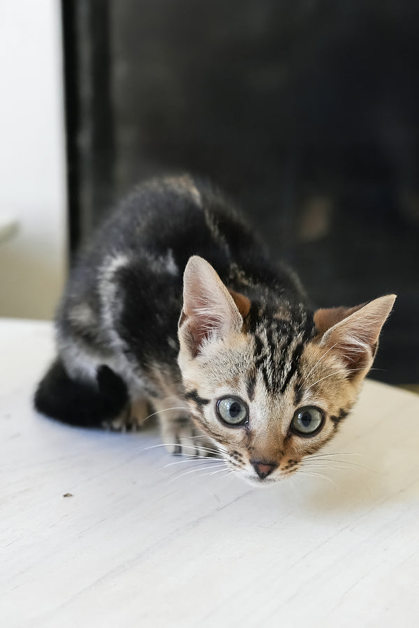 Chloe | Bengal Kitten