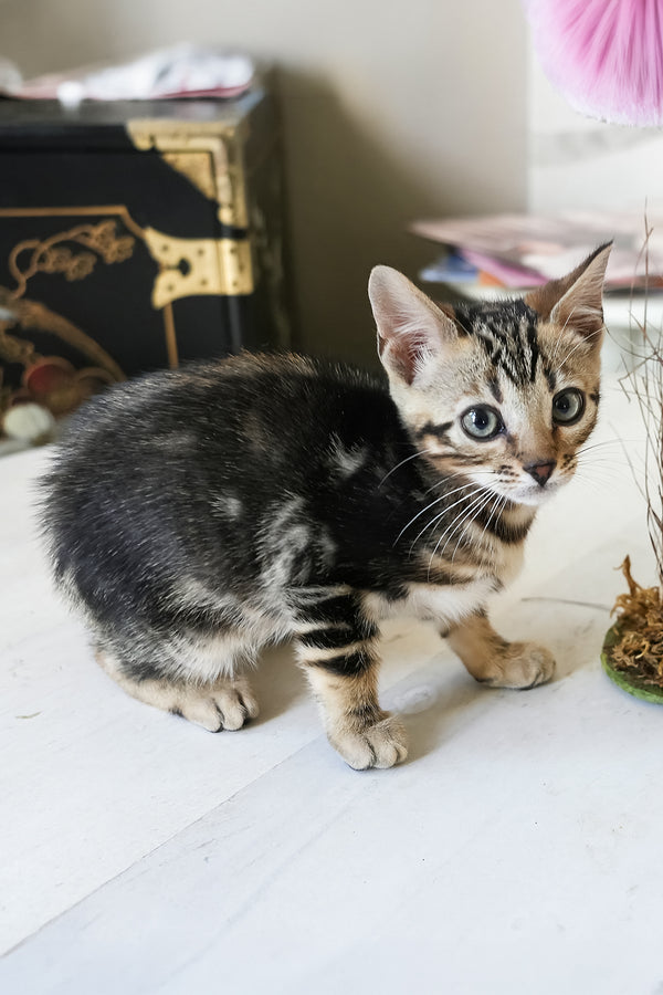 Chloe | Bengal Kitten