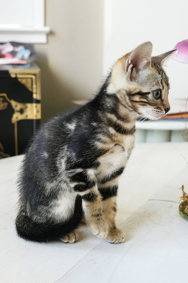 Chloe | Bengal Kitten